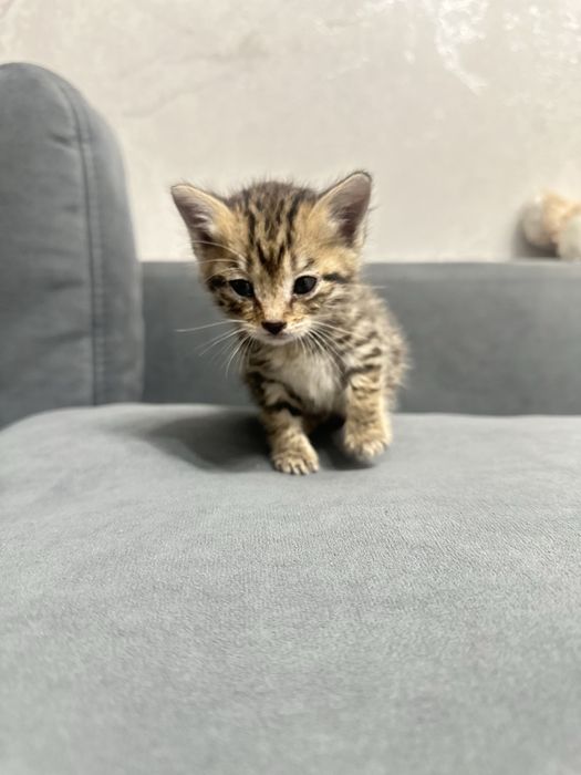 Отдам котенка бесплатно