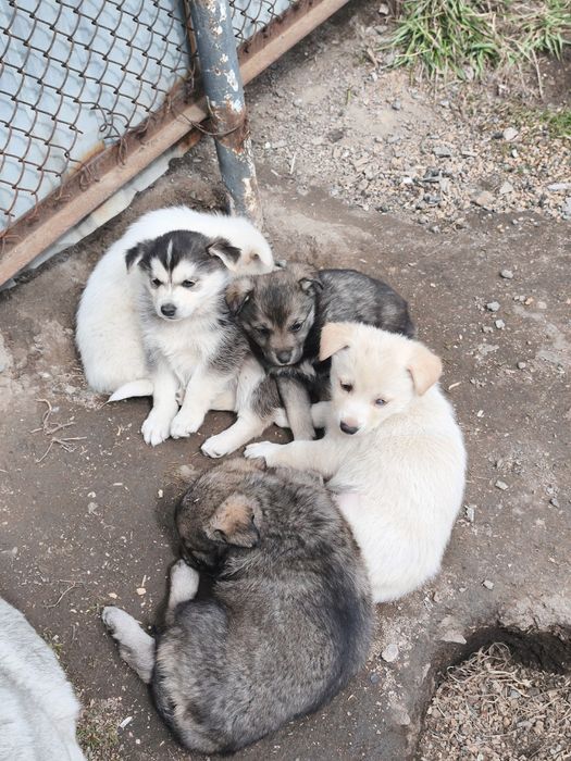 Отдам щенят в добрые руки