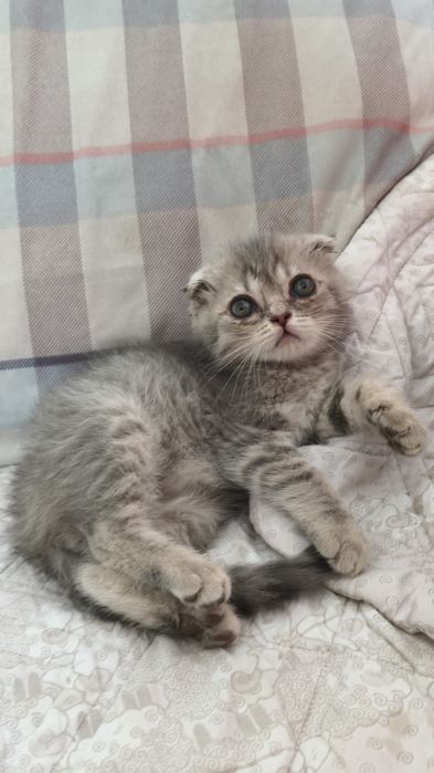 Шотландские котята