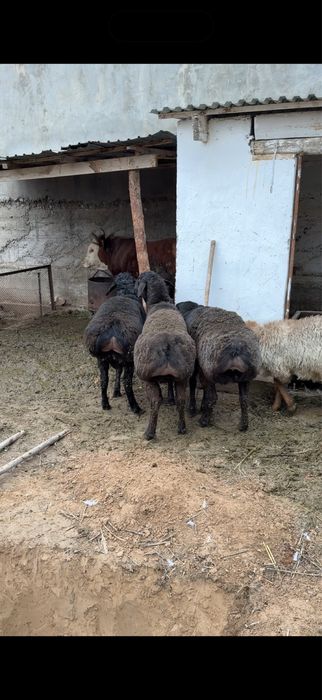 Гиссар қошқар 3шт