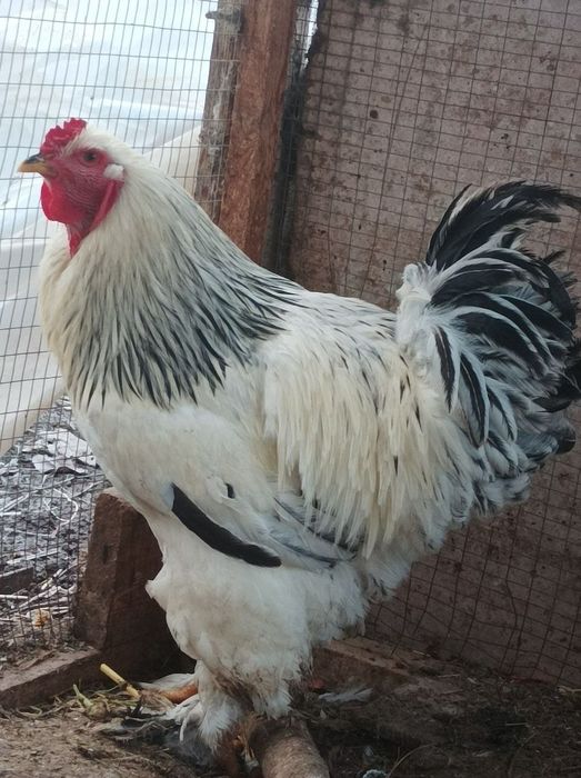 Брама хўроз уйда боқилган 12 ойлик