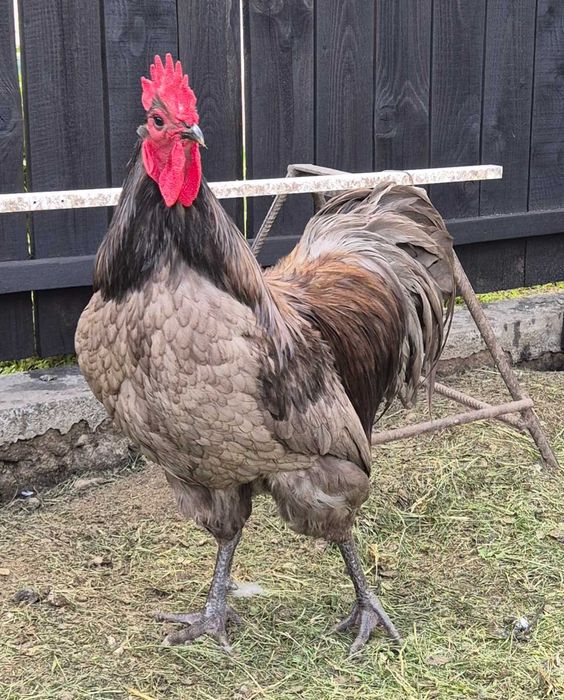 Familie Australorp 2+1 disponibilă