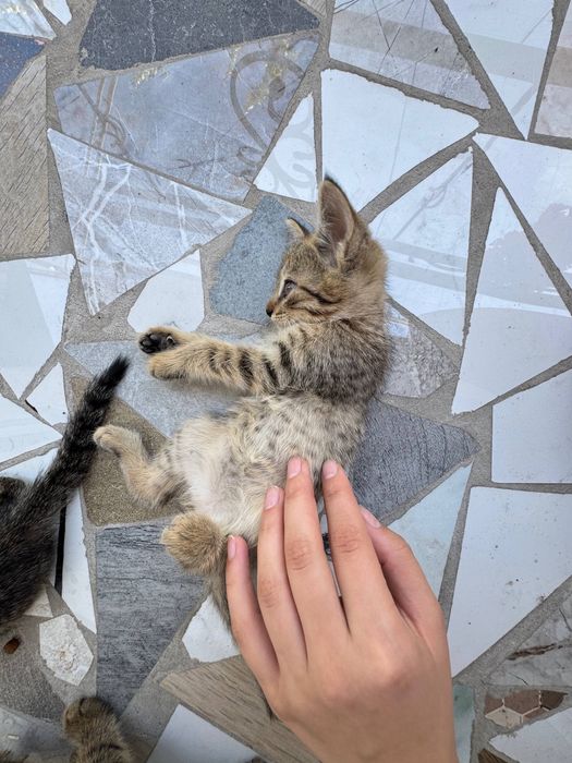 Отдам котят в хорошие руки.