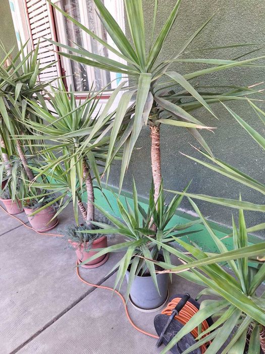 Yuka-floare la ghiveci