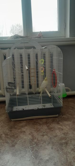 Продам попугая карелла девочка