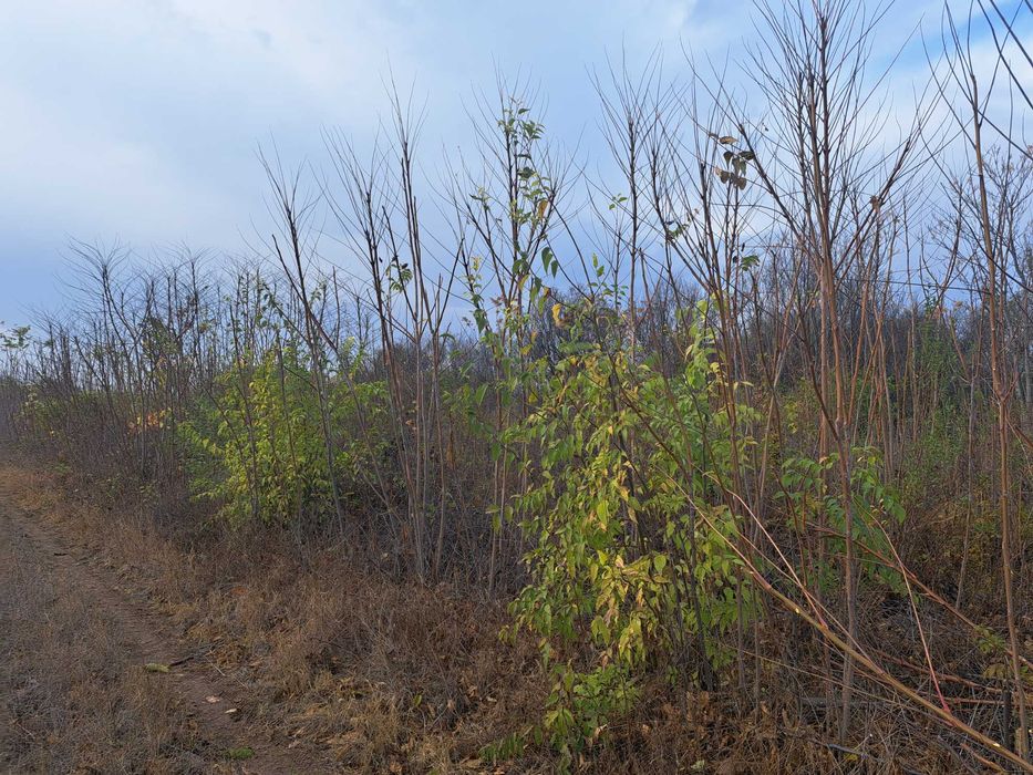 Дървен материал за горене