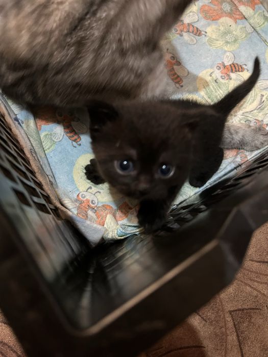 Отдам котят в добрые руки !