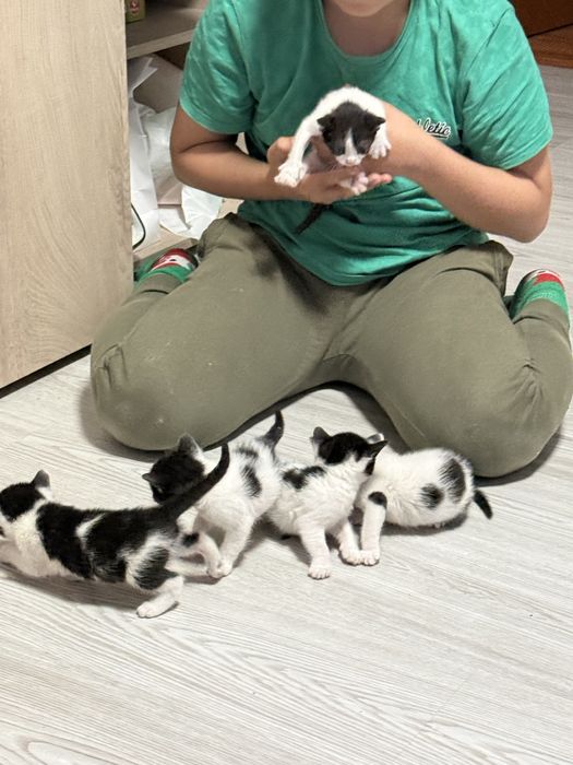 Donez 5 pisoiași adorabili – crescuți în casă, blânzi și sănătoși