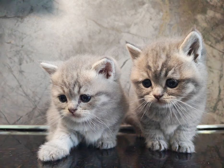 Скотиш страйт чистокровные