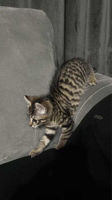 Домашний игривый котенок