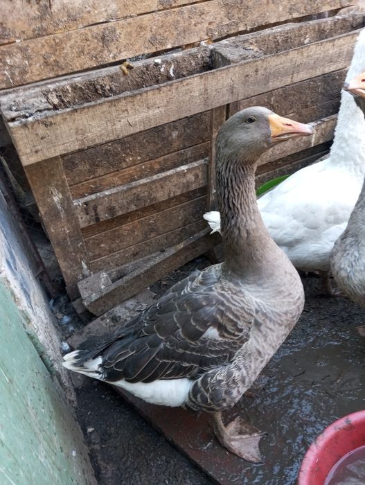 Гуси  на продажу