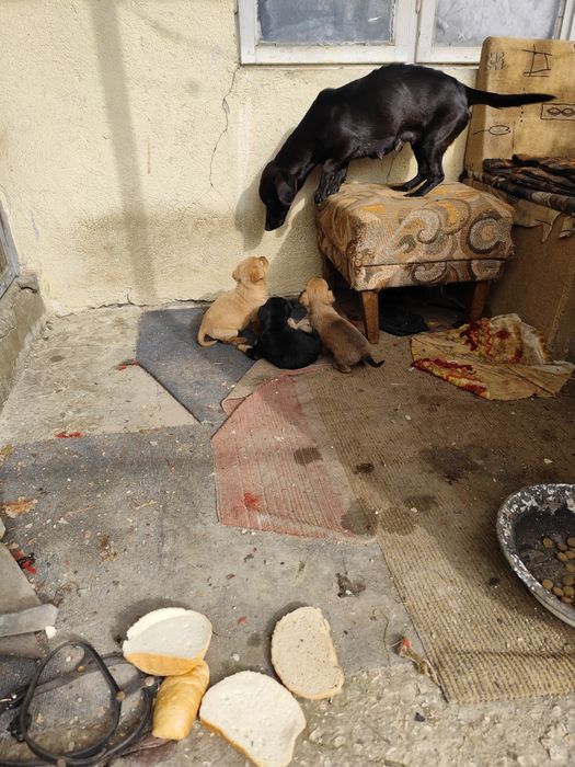 Подарявам кученца