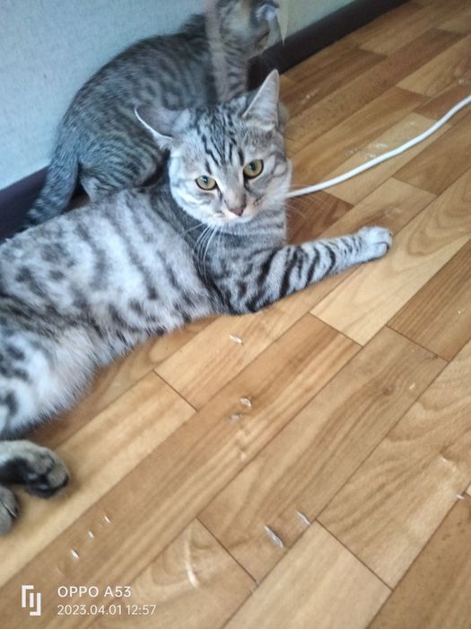 Отдаем кота хороши руки,кот домашний