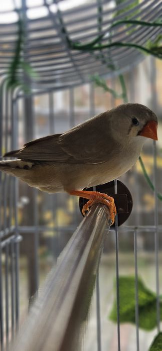 Schimb Cinteze zebrate