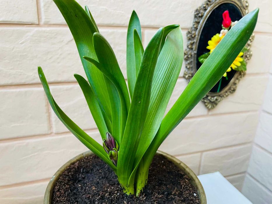 Красива месингова кашпа от Англия със зюмбюл