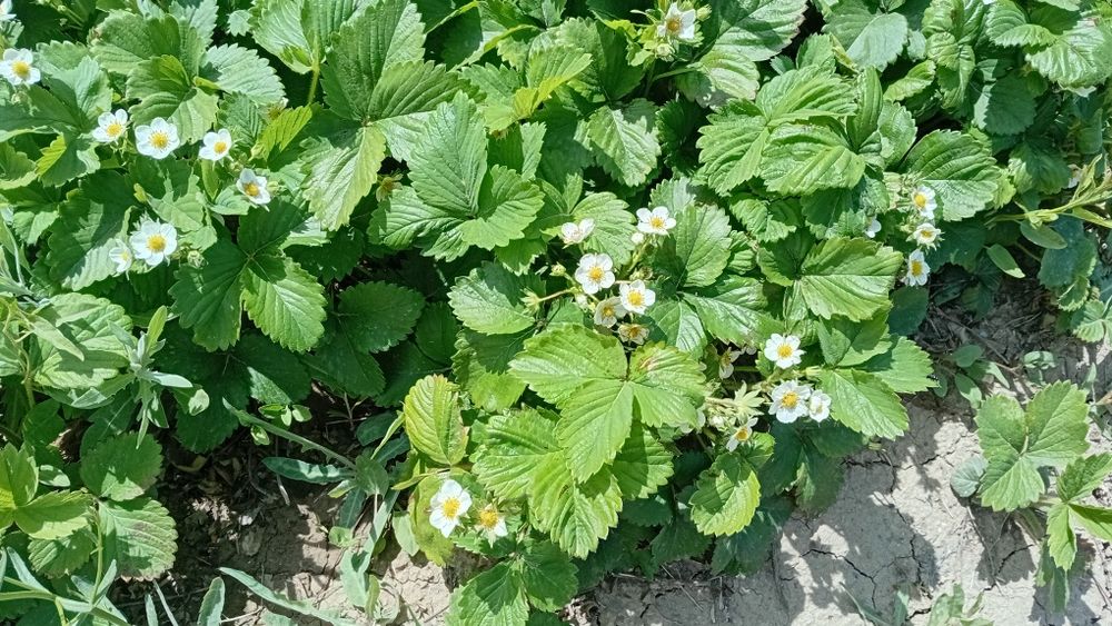 Рассада Клубники