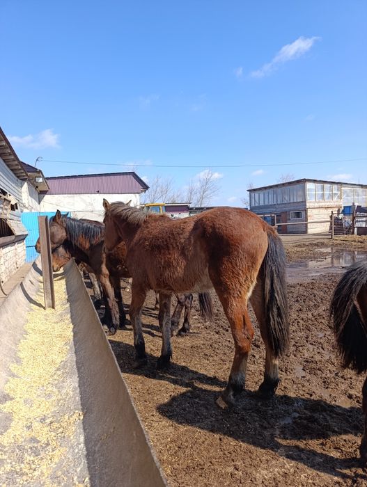 Продам жеребчика полторашку и кобылку