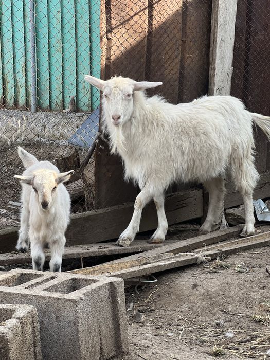 Ешкі сатылады еркек лағымен