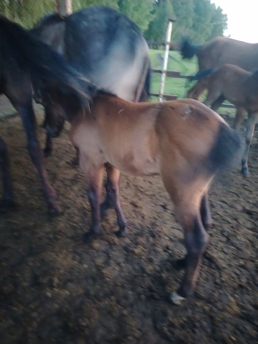 Продам кобыл с жеребятами