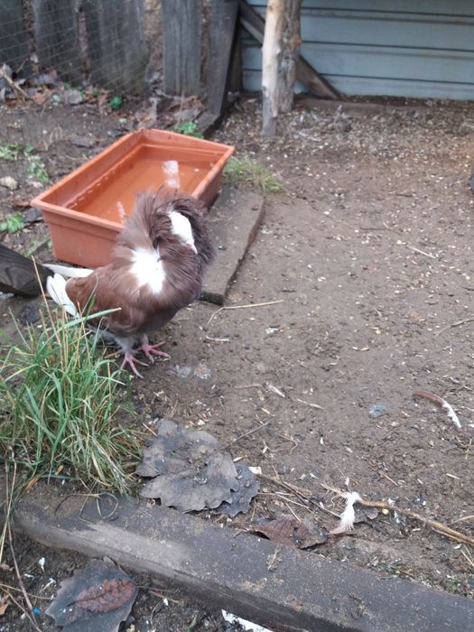 Продам голубей якобины