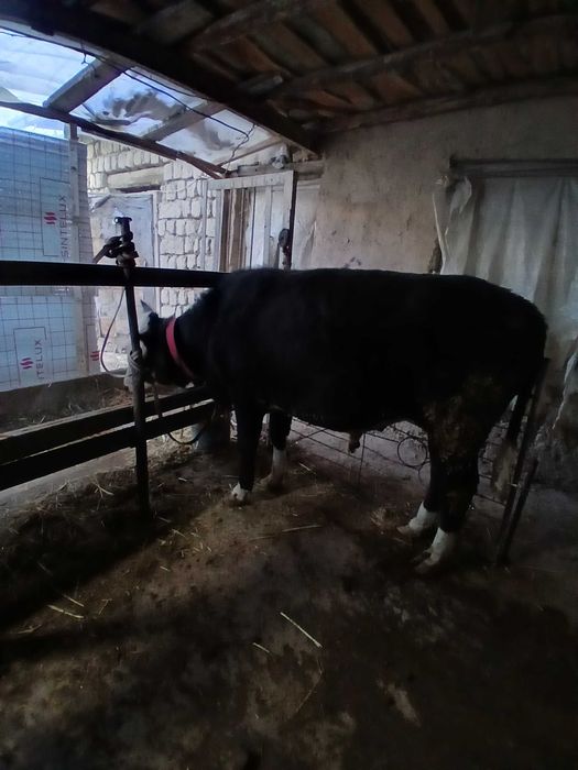 Хуккиз сотилади еб ичиши зур