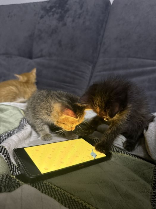 Отдам котят всех мальчики