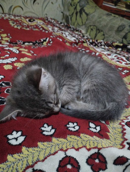 Котята бесплатно