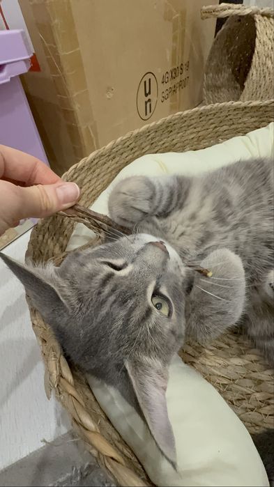 Кот, котик Шотландец