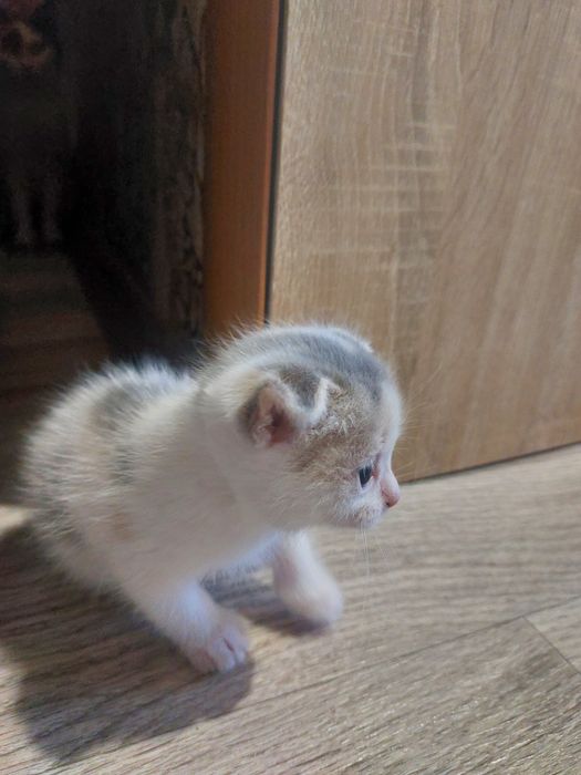 Отдам чистых котят