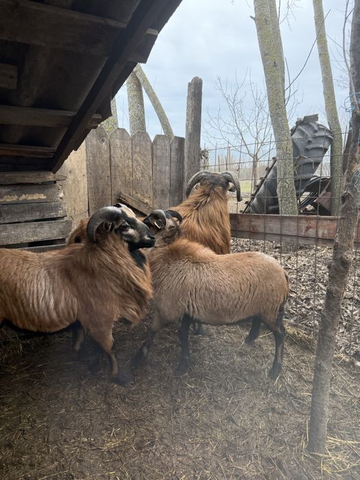 Vand berbec de camerun