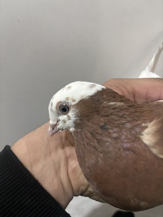 Голуби капкан самка самец