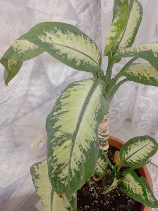 Продам цветок диффенбахия