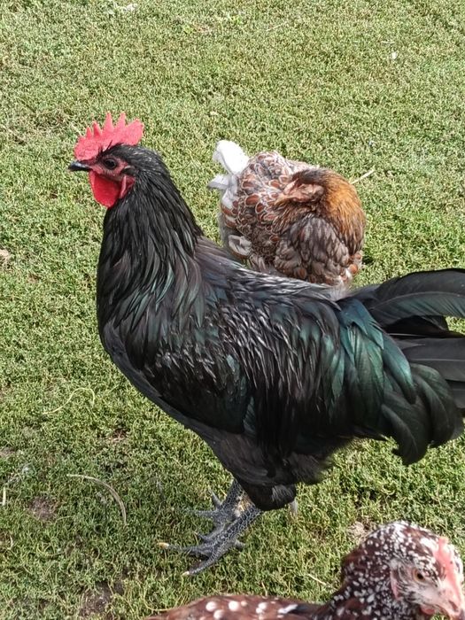 Cocoș australorp
