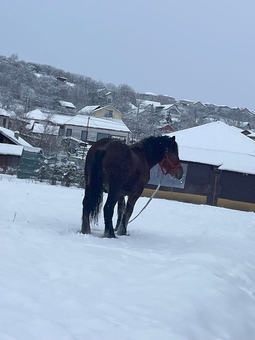 Vând mânz de un an și 10 luni