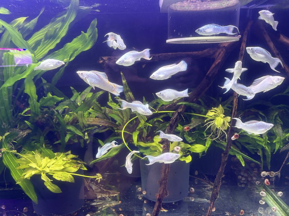 Моллинезия Велифера платина