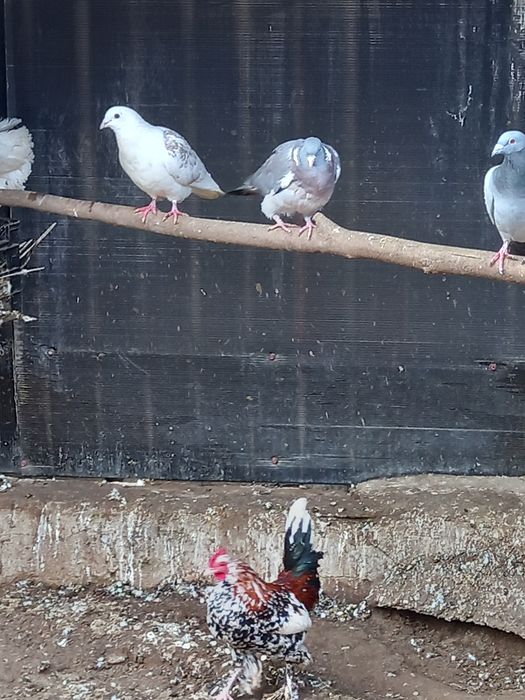 Vând mascul  porumbel sălbatic