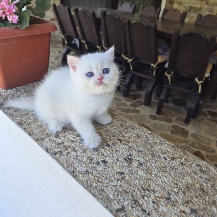 British shorthair cu Pedigree