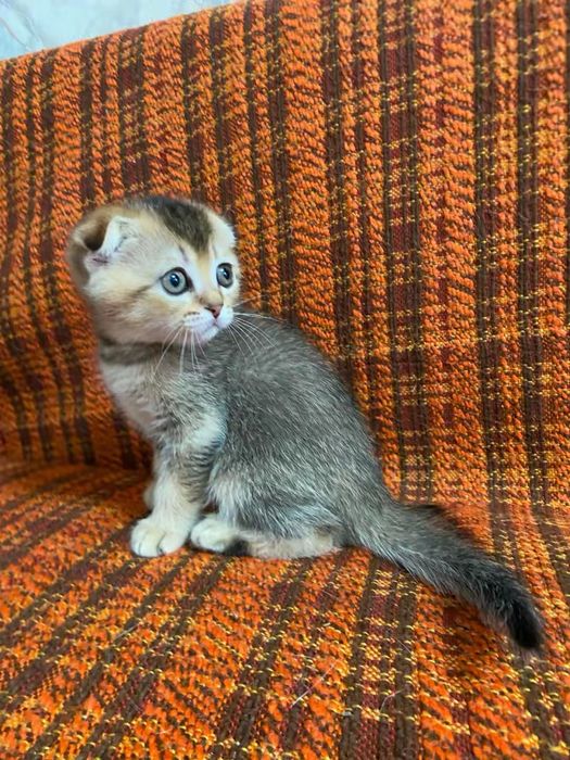 Котята шотланские