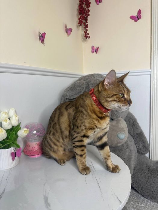 Продаётся бенгальская кошечка, 2 года