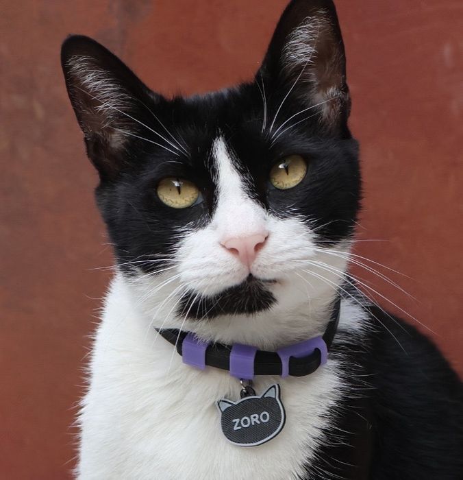 Coliere animale de companie  personalizate