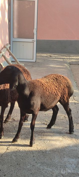 yetuk boğoz qoy va yosh urğochi qozila sotiladi