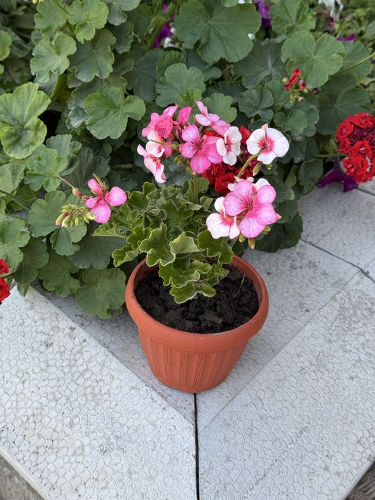 Цветы Герань- 700 тенге