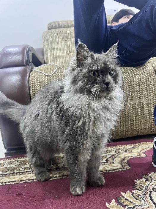 Кошка порода Мейн-Кун