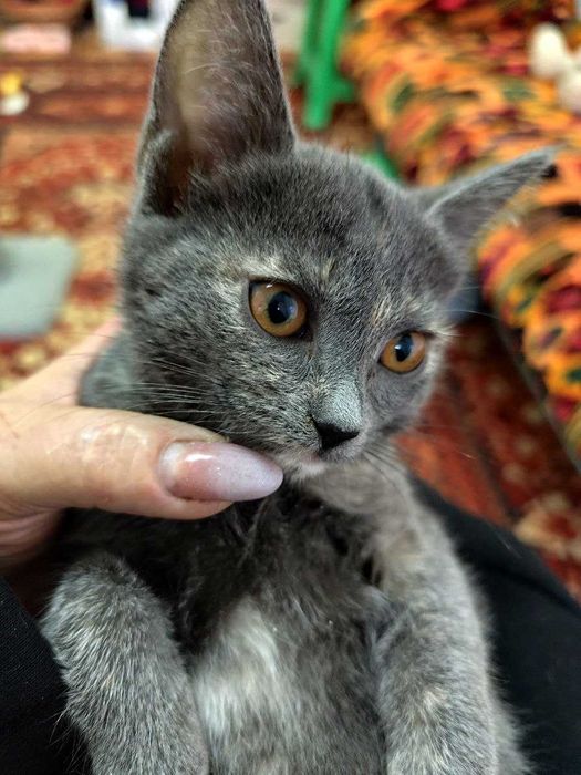 Пристраивается замечательная девочка мраморная - трехцветка