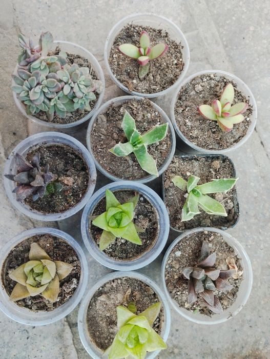 Суккулеты и кактусы