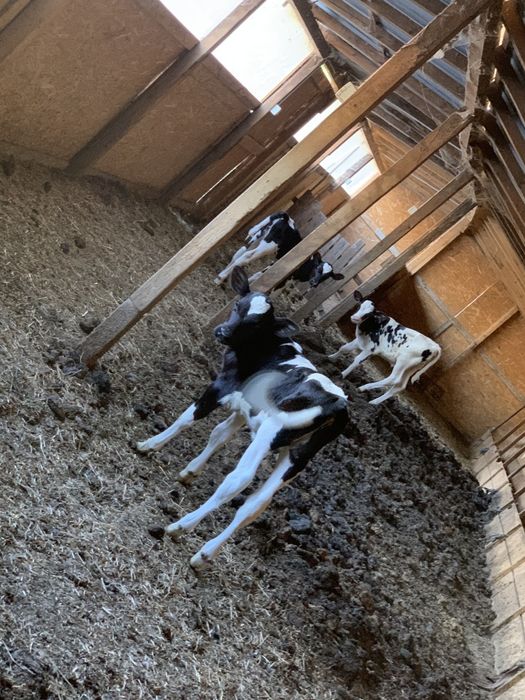 Vând vițele holstein
