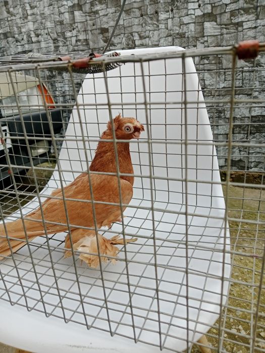 Продам малоносых голубей