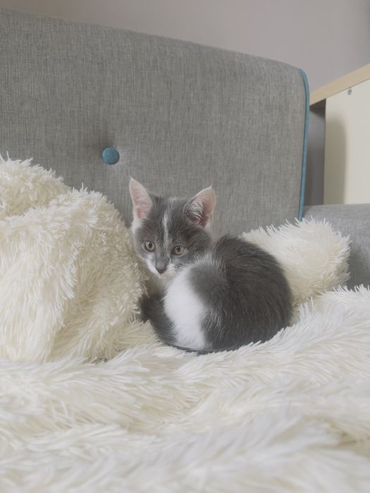 Отдам котенка в добрые ручки