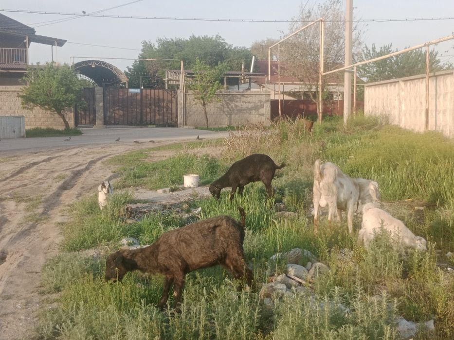 Ешкілер сатылады