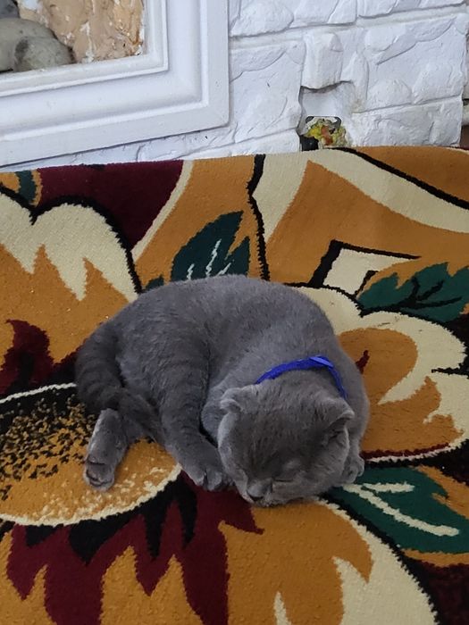 Mushukcha skotish fold toza britanski